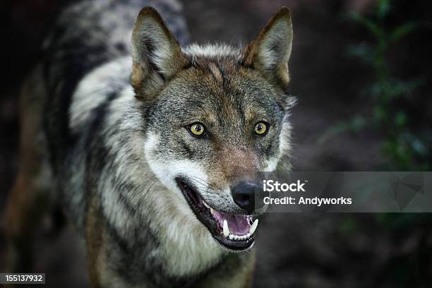 Wunderschöne Gray Wolf Xxxl Stockfoto und mehr Bilder von Dunkel - Dunkel, Einzelnes Tier, Europäischer Wolf