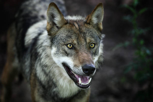 istock Beautiful Gray Wolf XXXL 155137932