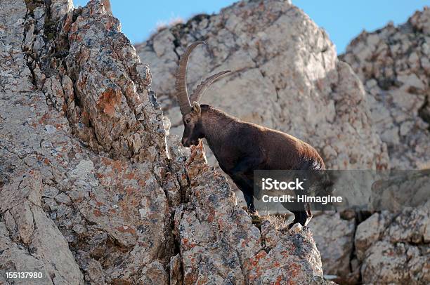 Ibex In The Vanoise Natl Park French Alps Stock Photo - Download Image Now  - Animal, Animals In The Wild, Color Image - iStock