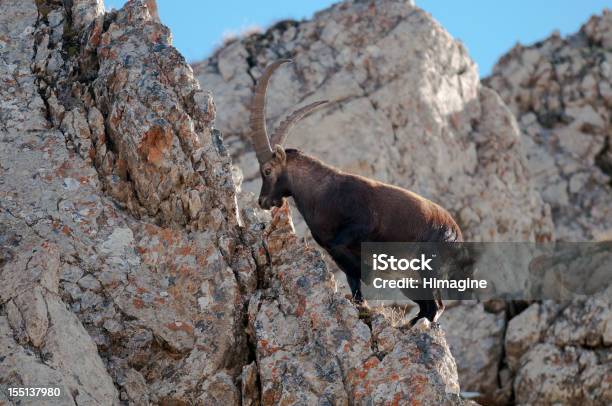 Ibex In The Vanoise Natl Park French Alps Stock Photo - Download Image Now - Animal, Animals In The Wild, Color Image - iStock Ibex In The Vanoise Natl Park French Alps Stock Photo - Download Image Now - Animal, Animals In The Wild, Color Image - iStock