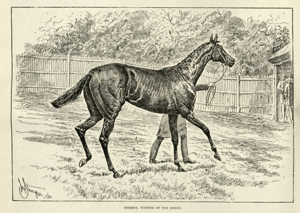 ilustraciones, imágenes clip art, dibujos animados e iconos de stock de common, un caballo de carreras de pura sangre británico, ganador del derby de epsom y la triple corona 1891 - surrey