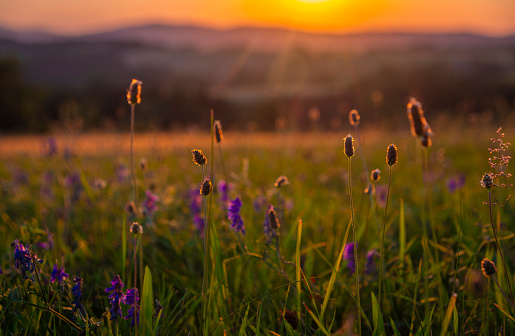 Color dark meadow with sunset color view of summer nice sun