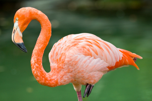 An American Flamingo with a Clipping Mask at the Columbus Zoo in Ohio