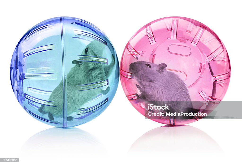 Love Male and female rodent pets in seperate plastic balls Toy Stock Photo