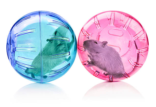 Love Male and female rodent pets in seperate plastic balls gerbil stock pictures, royalty-free photos & images