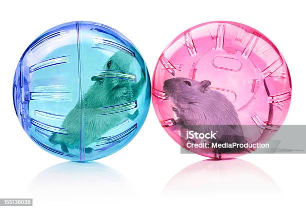 Love Stock Photo - Download Image Now - Toy, Sphere, Gerbil