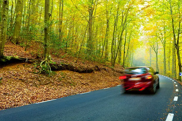 Photo of Road at a beautiful forest in autumn