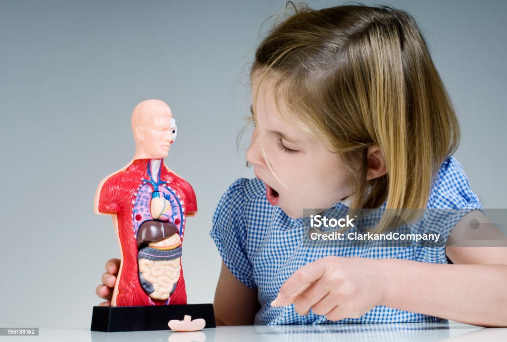 Pupil Looking At Human Anatomy Model Young schoolgirl looking rather unimpressed at a cutaway human anatomy modelhttp://i895.photobucket.com/albums/ac158/jameswhittaker_bucket/iStockBanner2011ChildrenMaster.jpg Abdomen Stock Photo