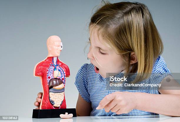 Pupil Looking At Human Anatomy Model Stock Photo - Download Image Now - Abdomen, Anatomical Model, Education