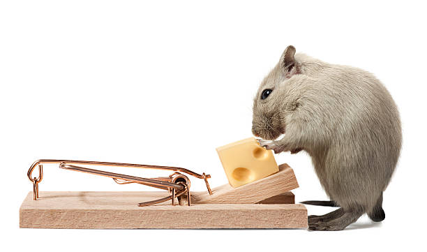 Mouse eating cheese of the trap Related light box: rodent trap stock pictures, royalty-free photos & images