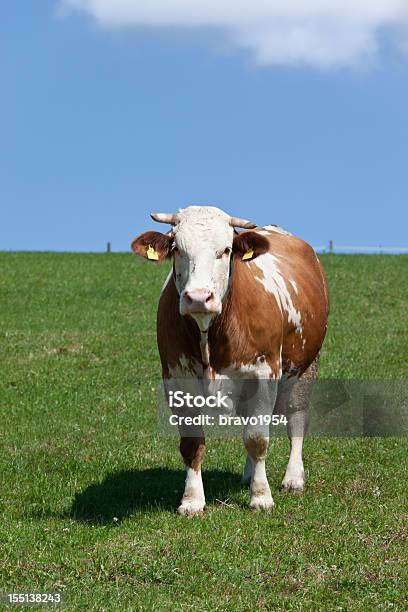 Farm Tier Stockfoto und mehr Bilder von Agrarbetrieb - Agrarbetrieb, Blau, Braun