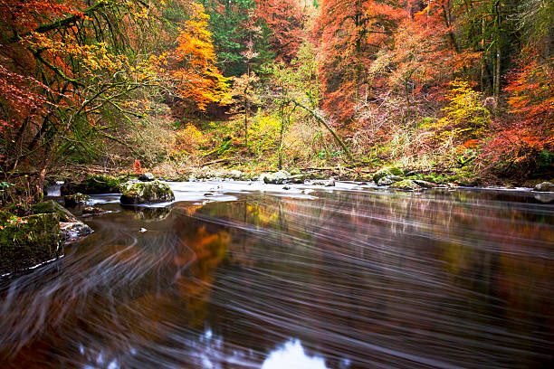 autumn by the river braan, dunkeld. - ermitaget bildbanksfoton och bilder