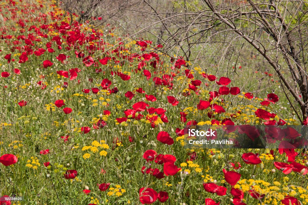 Poppies und trockene Zweige - Lizenzfrei Ast - Pflanzenbestandteil Stock-Foto