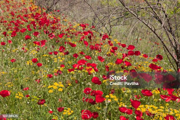 Ramas Poppies Y Seco Foto de stock y más banco de imágenes de Aire libre - Aire libre, Amapola - Planta, Amarillo - Color