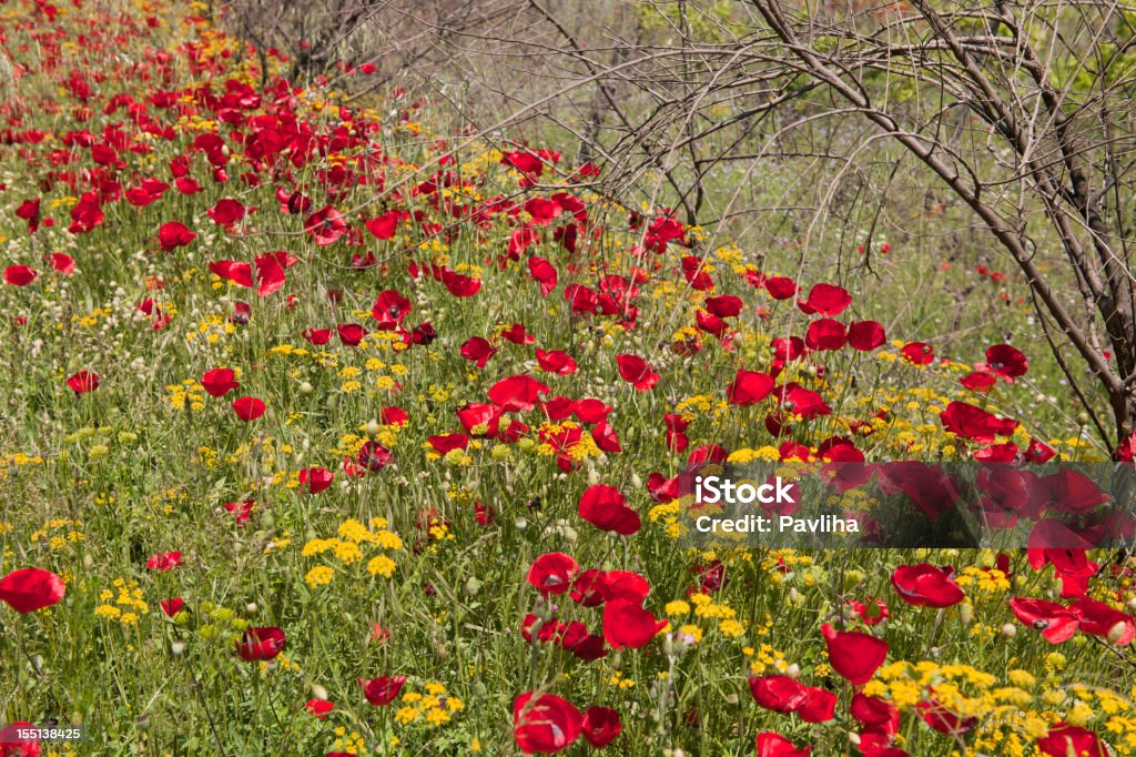 Branches coquelicots et au sec. - Photo de Beauté de la nature libre de droits