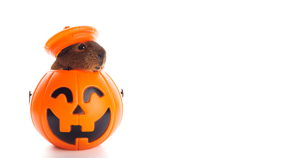 Guinea pig sitting in Halloween trick or treat bucket isolated on white background.