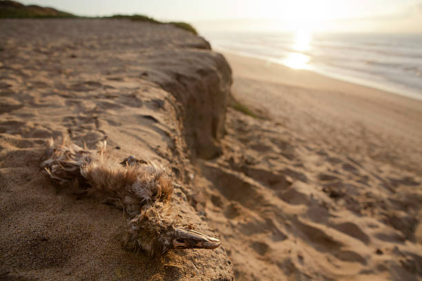 Dead Seagull A dead seagull decomposes on the beach along Monterey Bay, California monterey bay stock pictures, royalty-free photos & images