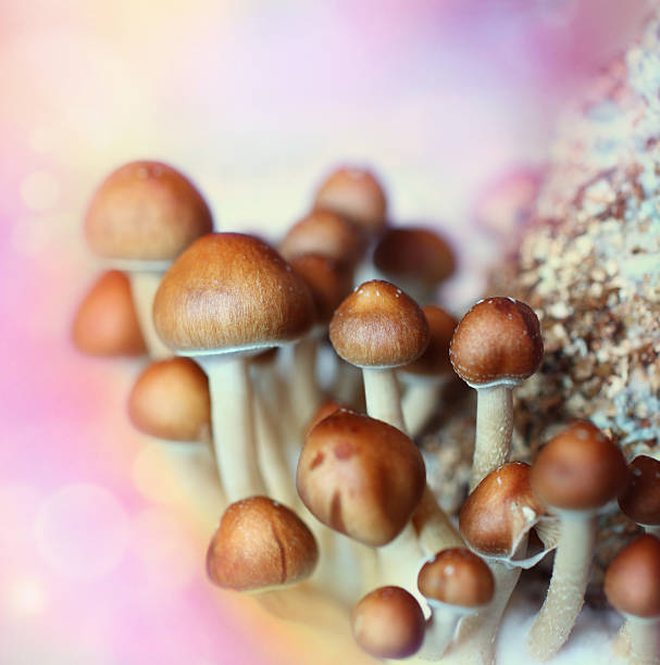 Psilocybe cubensis aka Magic Mushroom  hallucinogen stock pictures, royalty-free photos & images