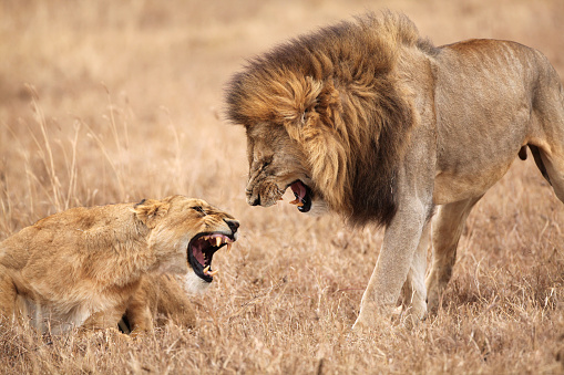 One of the lions that killed the hippopotamus keeps his tired and fierce gaze on us