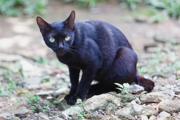 istock Black cat staring at camera looking to attach in tropical garden 1551388011
