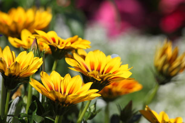 lato łąka z żółty gazania - flower blumenwiese meadow flower head zdjęcia i obrazy z banku zdjęć