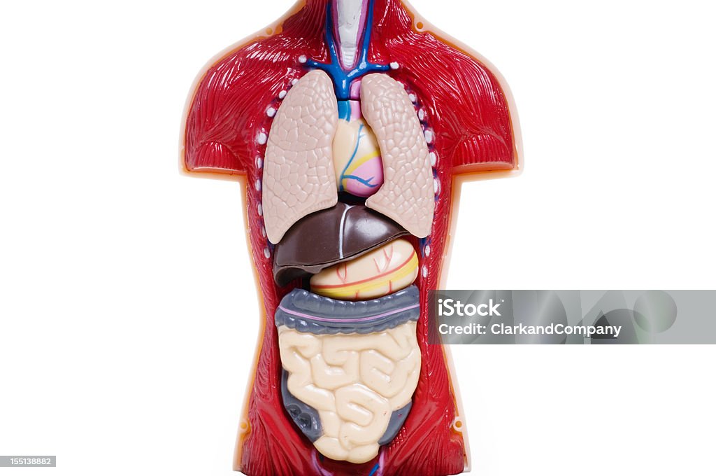 Cortar anatomía humana modelo - Foto de stock de Modelo anatómico libre de derechos