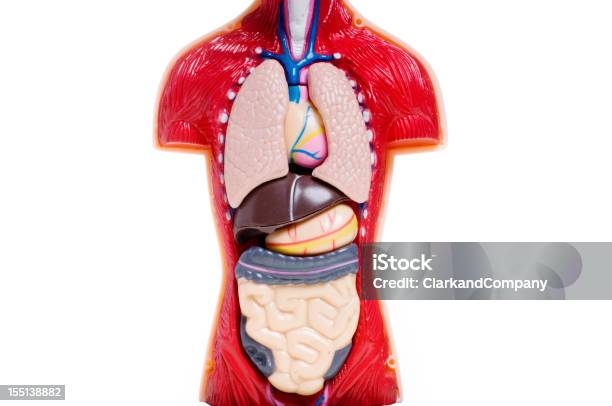 Foto de O Modelo De Corte De Anatomia e mais fotos de stock de Modelo anatômico - Modelo anatômico, Abdome, Anatomia