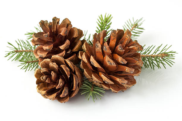 pinecone en derivación - christmas decoration green isolated on white photography fotografías e imágenes de stock