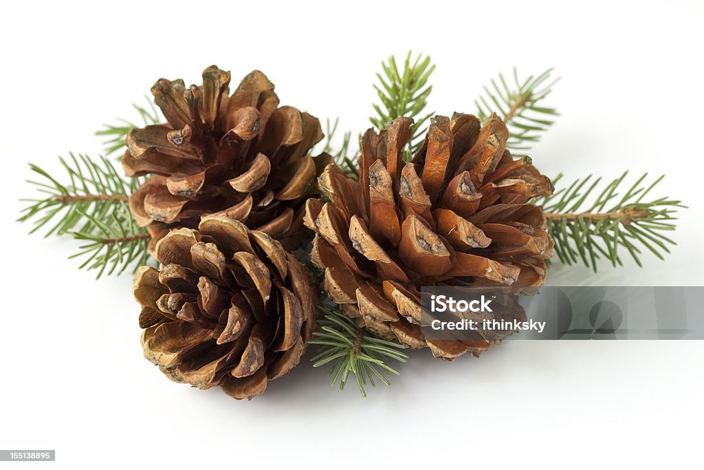 Pinecone on branch Branch and pine cones on white background Pine Cone Stock Photo