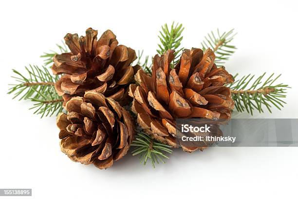 Pinecone On Branch Stock Photo - Download Image Now - Pine Cone, Christmas, White Background