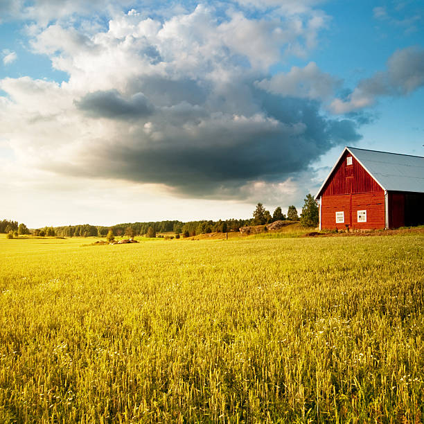 istock A farm field of wheat in the summer 155138897