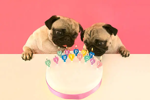 Photo of Pug dogs blow out candles on birthday cake