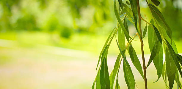 pusta willow oddziały na nieostry tle - willow leaf weeping willow willow tree tree zdjęcia i obrazy z banku zdjęć