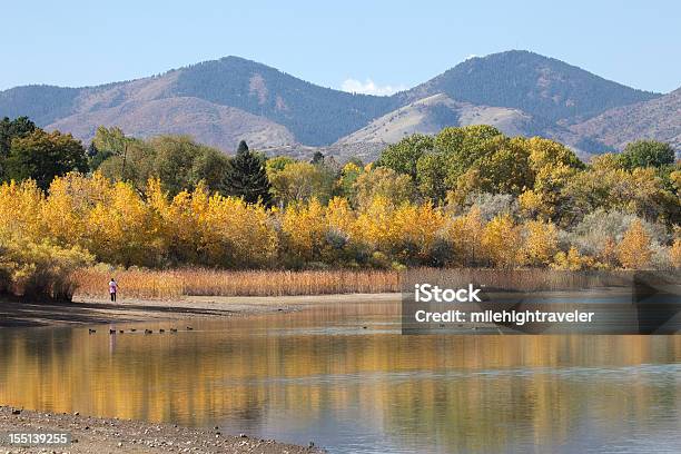 Photo libre de droit de Walker Et Automne Des Canards Nageant Harriman Réservoir Deau De Denver Dans Le Colorado banque d'images et plus d'images libres de droit de Réservoir