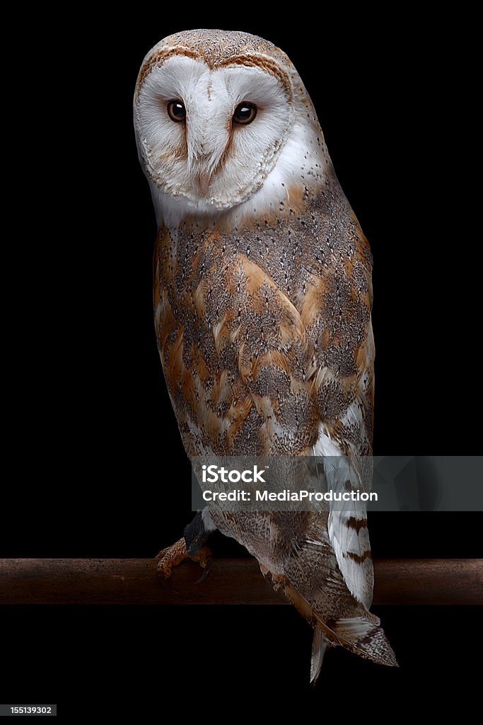 Barn Owl Barn owl looking backwards towards the camera,, isolated on black Owl Stock Photo