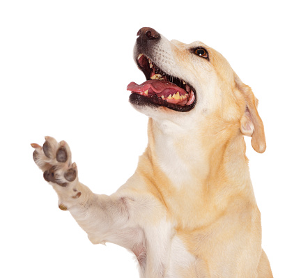 A portrait of a happy yellow labrador dog against a white background.