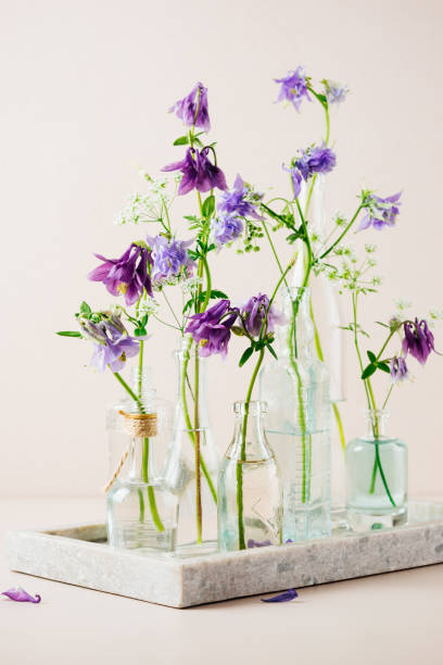 istock Columbine flowers in glass bottles. 1551395453
