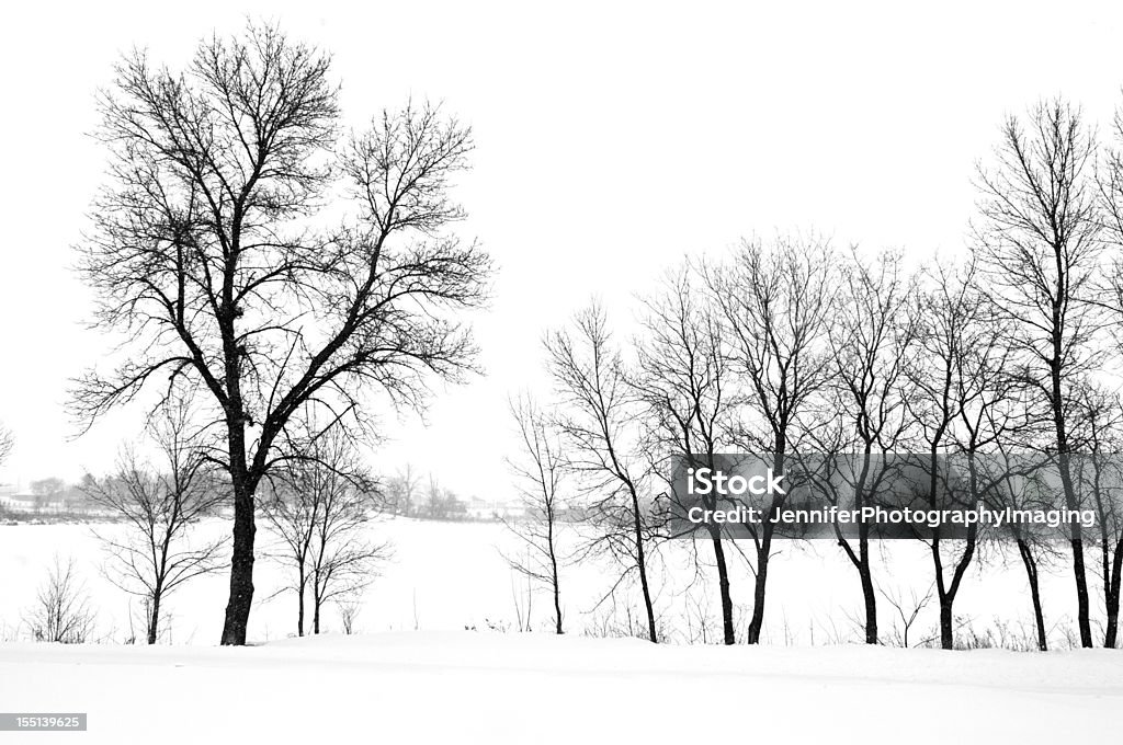 Ses arbres en hiver - Photo de Image en noir et blanc libre de droits