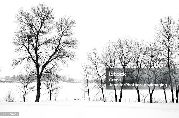 Alberi Nudi In Inverno - Fotografie stock e altre immagini di Bianco e nero - Bianco e nero, Minnesota, Albero