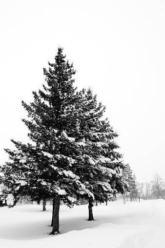 A stunning black and white image of a pine tree in  Fontainebleau Forest