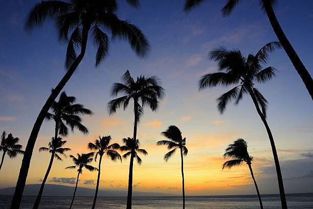 palmier tropical coloré au coucher du soleil (xxxl - maui beach palm tree island photos et images de collection