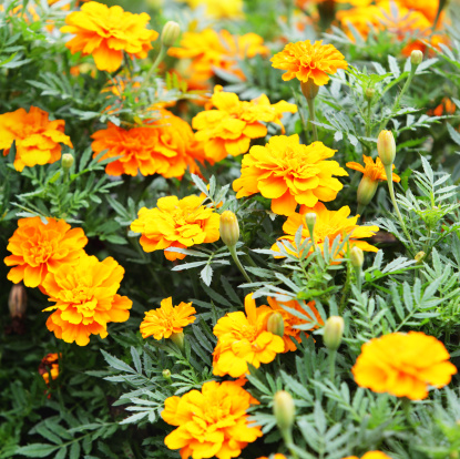 An ornamental garden with bright yellow and orange marigold (Tagetes) flowers shown close-up in full summer bloom. Square crop.