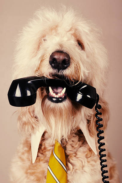 istock A fluffy white dog hiding a phone in its mouth 155139853