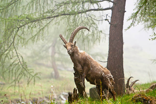 alpine ibex - alpensteinbock stock-fotos und bilder