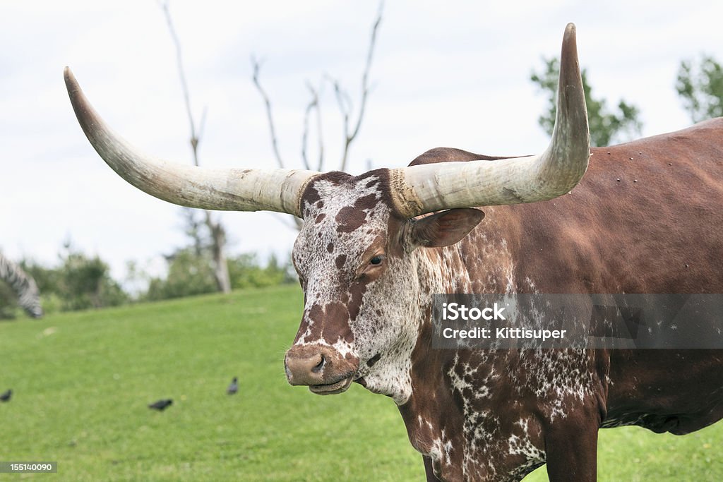 Grazing Ankole Watusi Ankole Cattle standing on grass in the nature Ankole Cattle Stock Photo