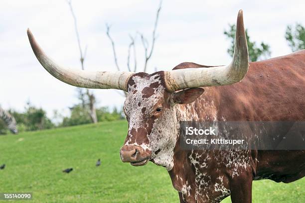 Grazing Ankole Watusi Stock Photo - Download Image Now - Ankole Cattle, Animal, Animal Hair