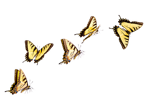 Tiger Swallowtail Butterflies Flying