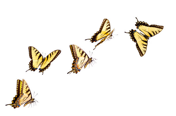 borboleta de rabo de andorinha-tigre - isolated on yellow imagens e fotografias de stock