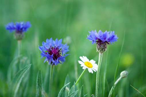 Cornflower with green meadow and selective focus