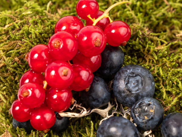 istock Ripe blueberries and currants on green moss. 1551403348